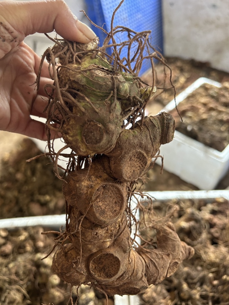 黄精野生多花黄精大块茎，深山老黄精批发，一手货源直供