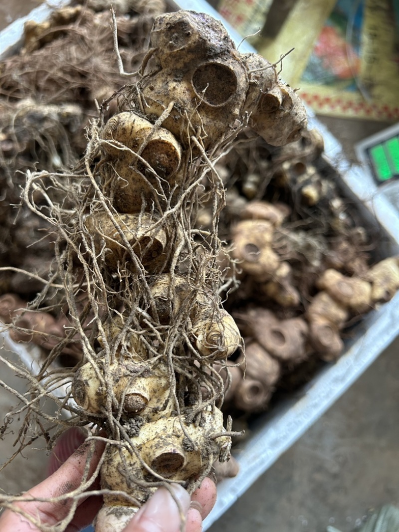 黄精野生多花黄精大块茎，深山老黄精批发，一手货源直供