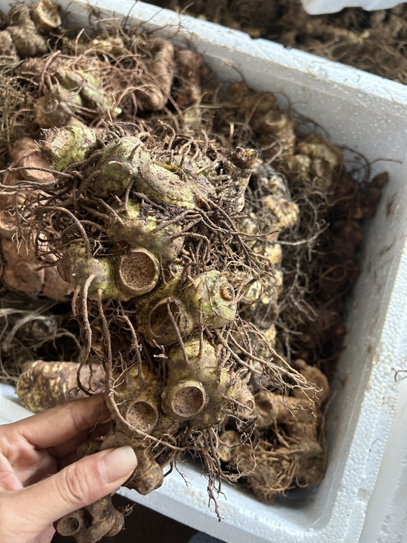 黄精野生多花黄精大块茎，深山老黄精批发，一手货源直供