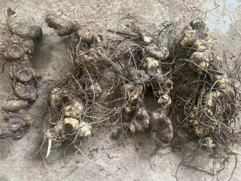 黄精野生多花黄精大块茎，深山老黄精批发，一手货源直供