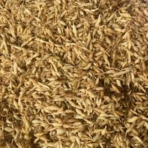 麦冬野生山麦冬全干无硫，新货大量供应，全国发货现货实拍