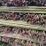 竹子规格1-3米各种瓜果蔬菜竹/水竹/篱笆竹/全年有货