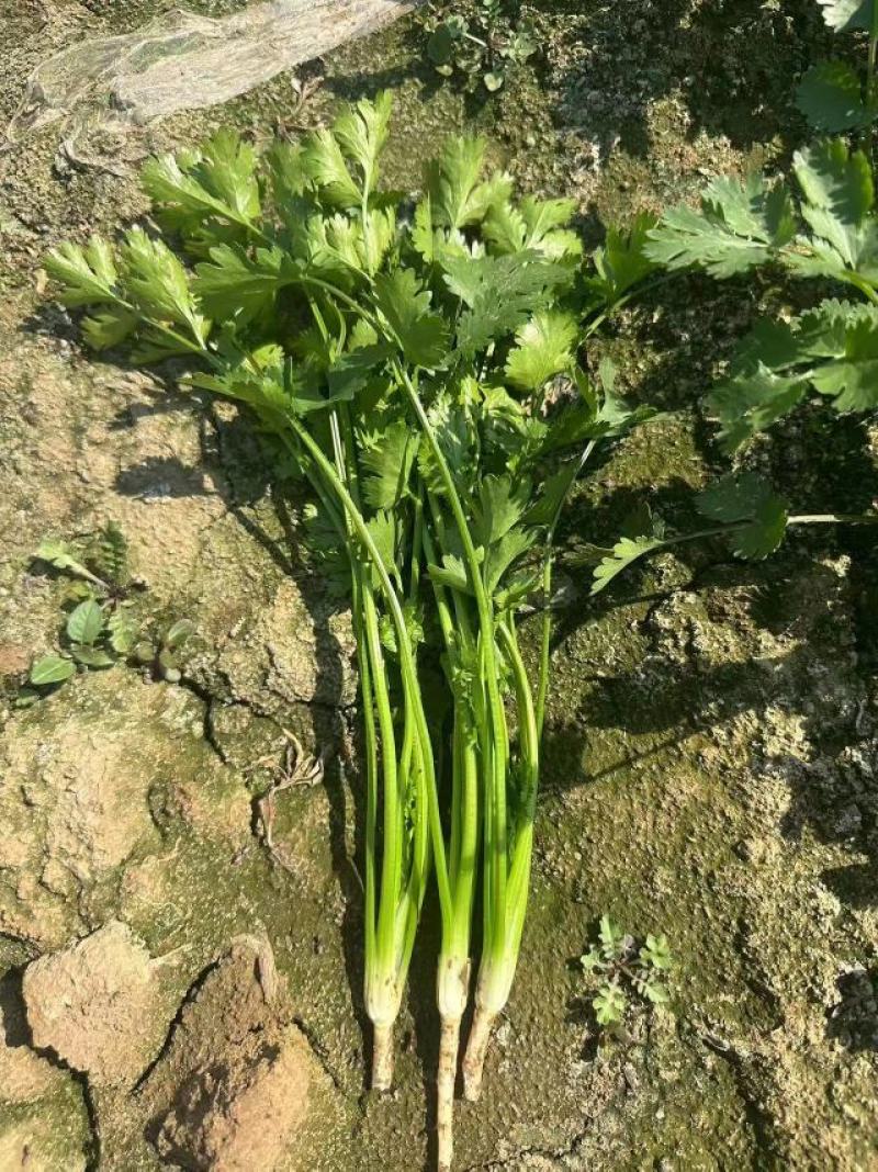 山东高密香菜，铁杆青香菜大量供应，产地直发，质量保证