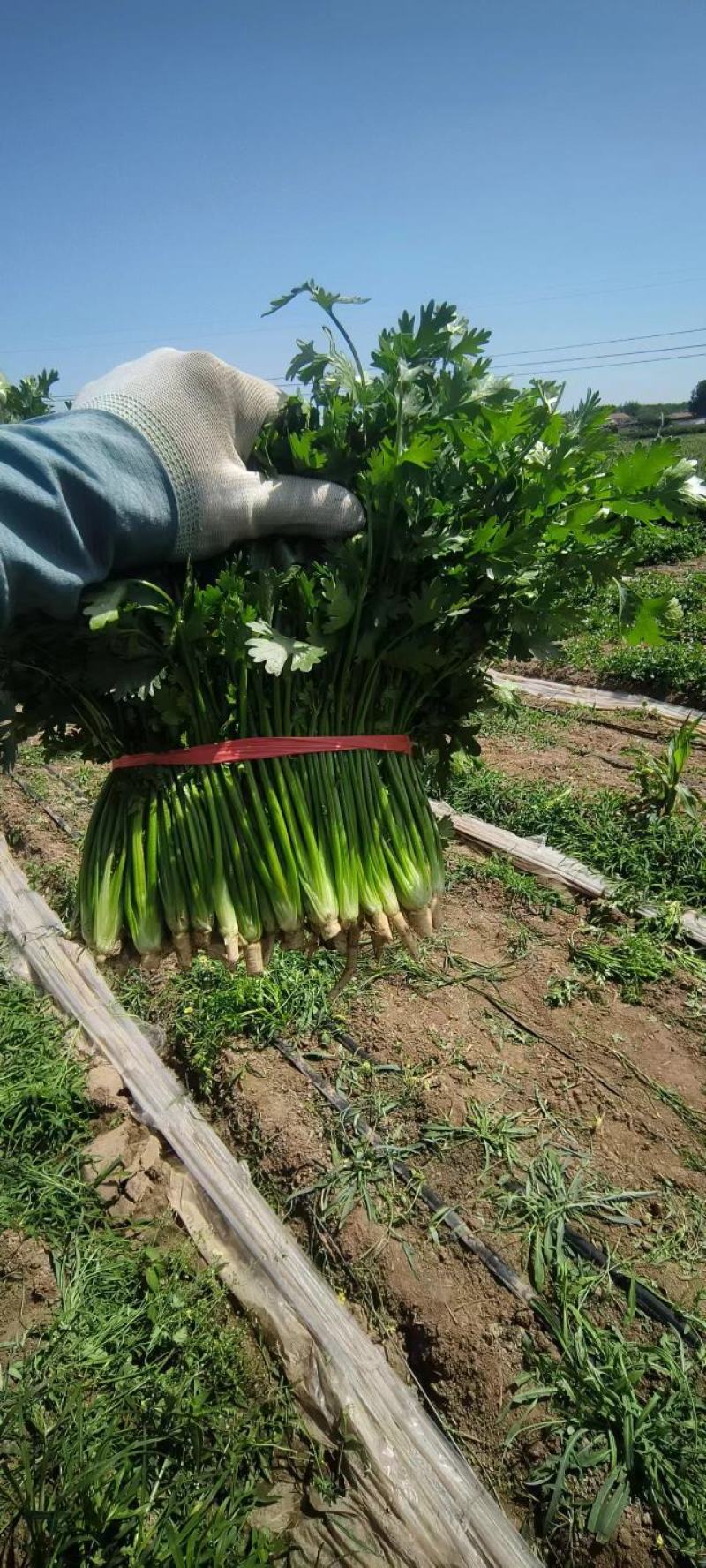 山东高密香菜，铁杆青香菜大量供应，产地直发，质量保证