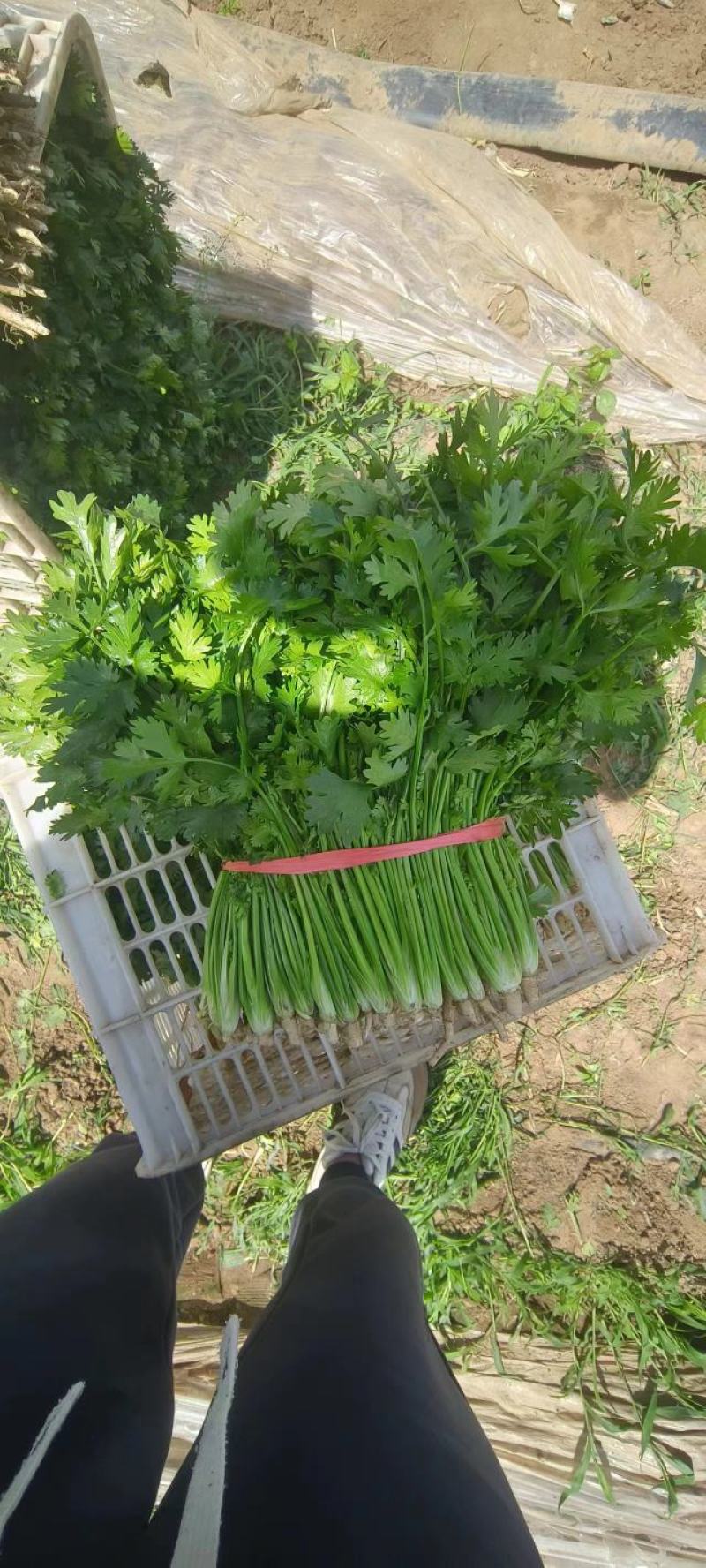 山东高密香菜，铁杆青香菜大量供应，产地直发，质量保证