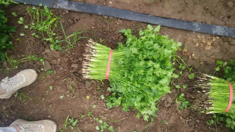 山东高密香菜，铁杆青香菜大量供应，产地直发，质量保证