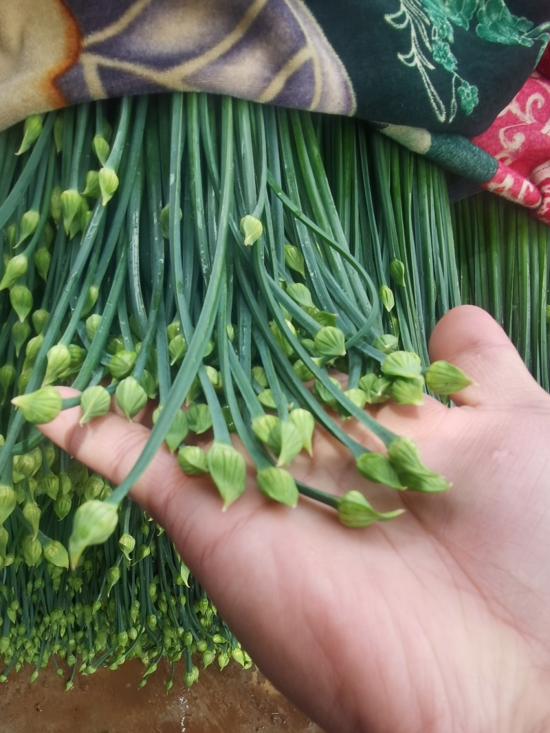 云南露天韭苔，一年四季全年有货，全国发货