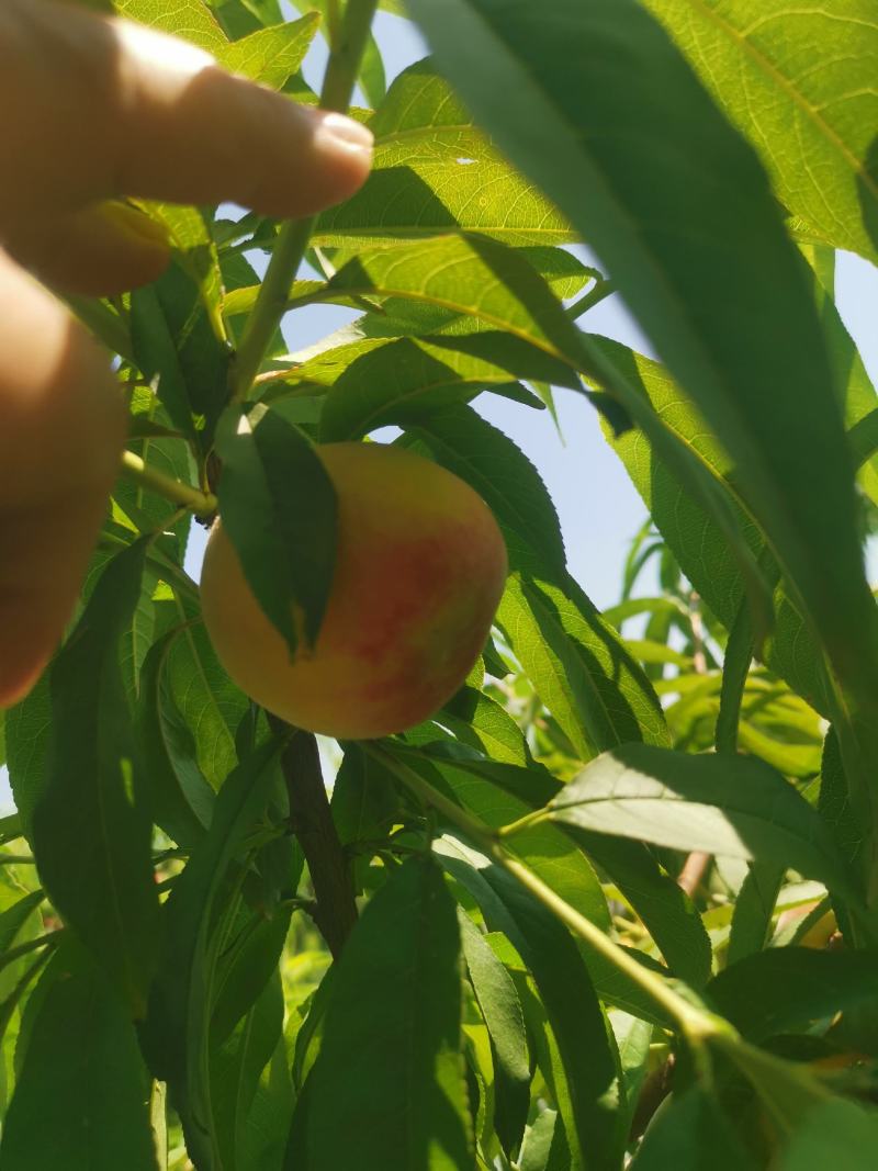 黄金蜜零号陆地5万斤即将上市
