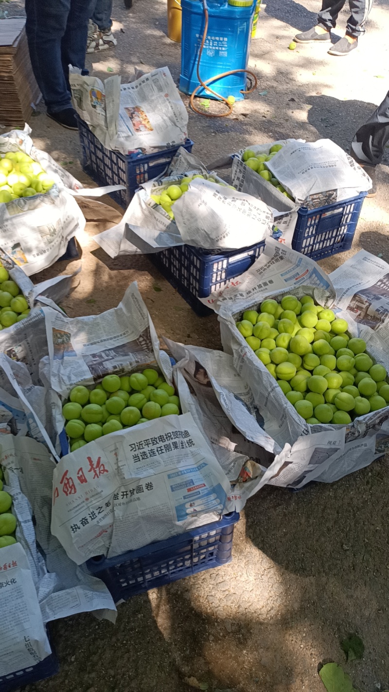 香白杏，北山坡早熟几天，一捏两开甜杏仁。