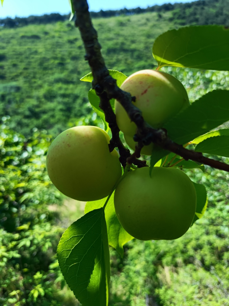 香白杏，北山坡早熟几天，一捏两开甜杏仁。