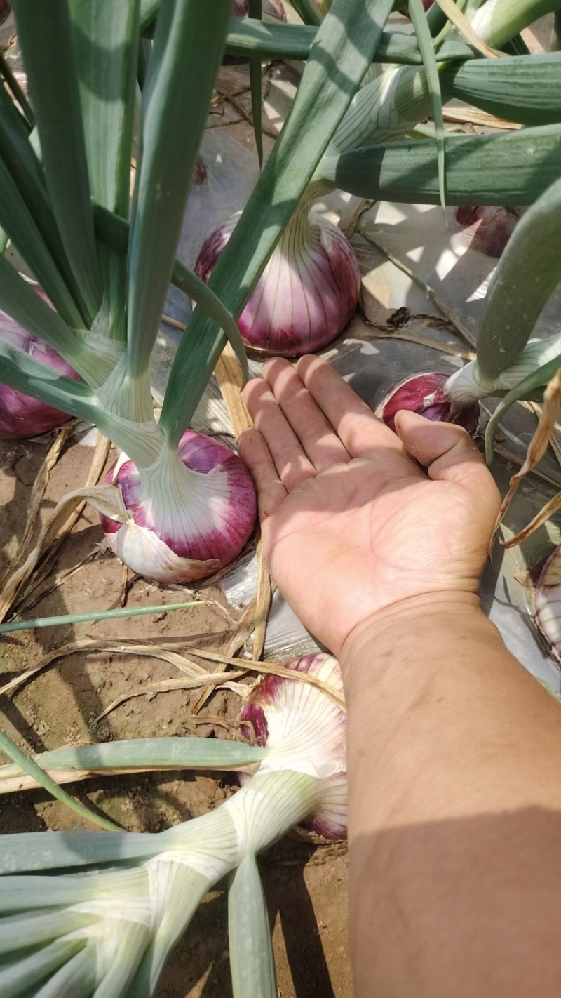 聊城二红洋葱开始大量上市，无腐烂，无双胞胎