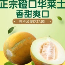 河套华莱士蜜瓜