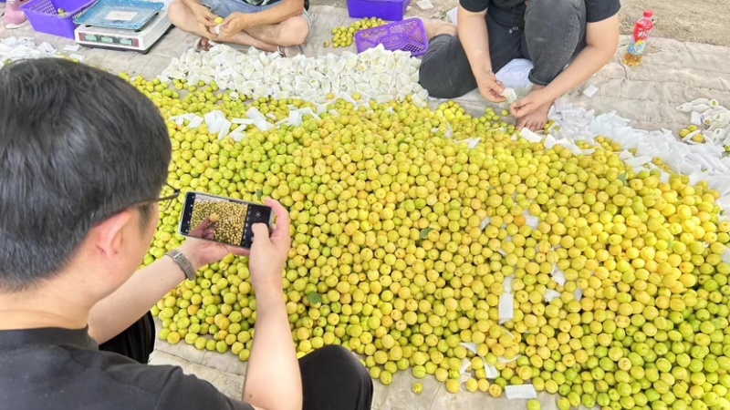 新疆小白杏，一件代发，落地配送，冷链运输，品质保证，