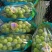 【四川精品阳光玫瑰】产区现货新鲜供应，糖度高口感脆甜