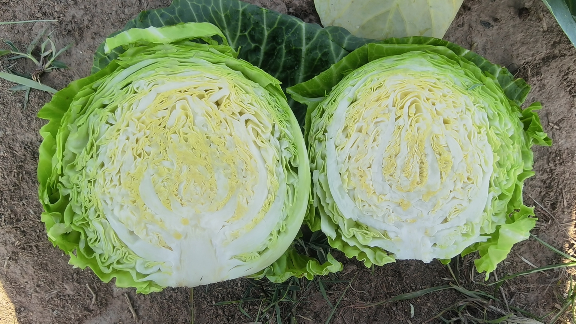 厨房中新鲜圆包菜整颗与切片特写