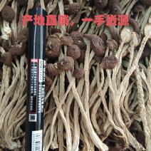 江西广昌茶树菇精品5号茶树菇茶薪菇干货食用菌