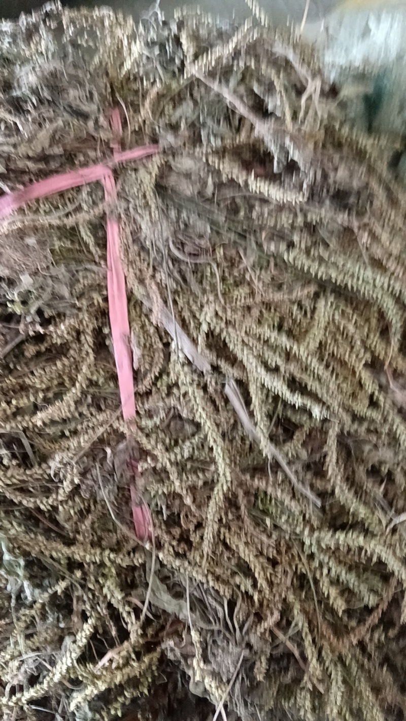 车前草