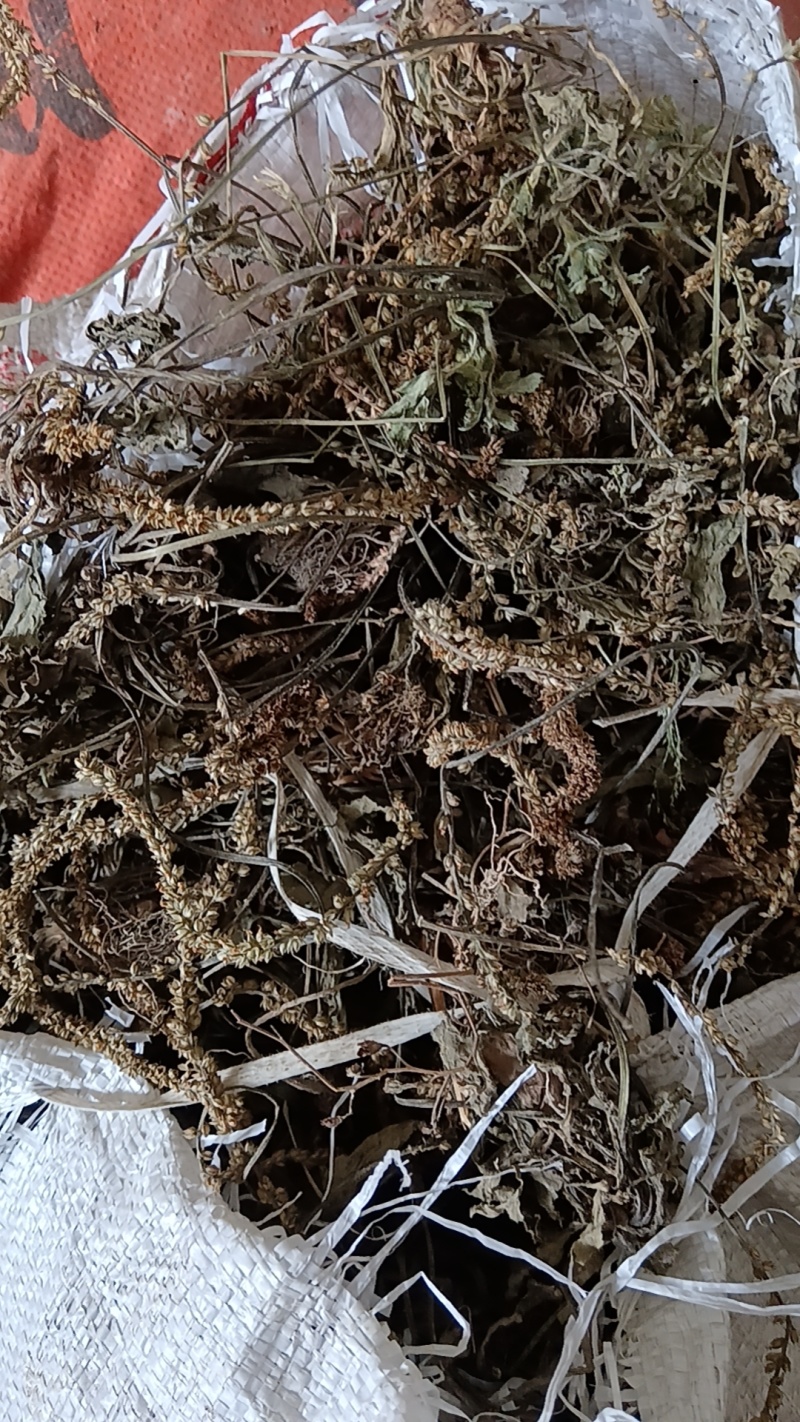 车前草