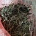 车前草