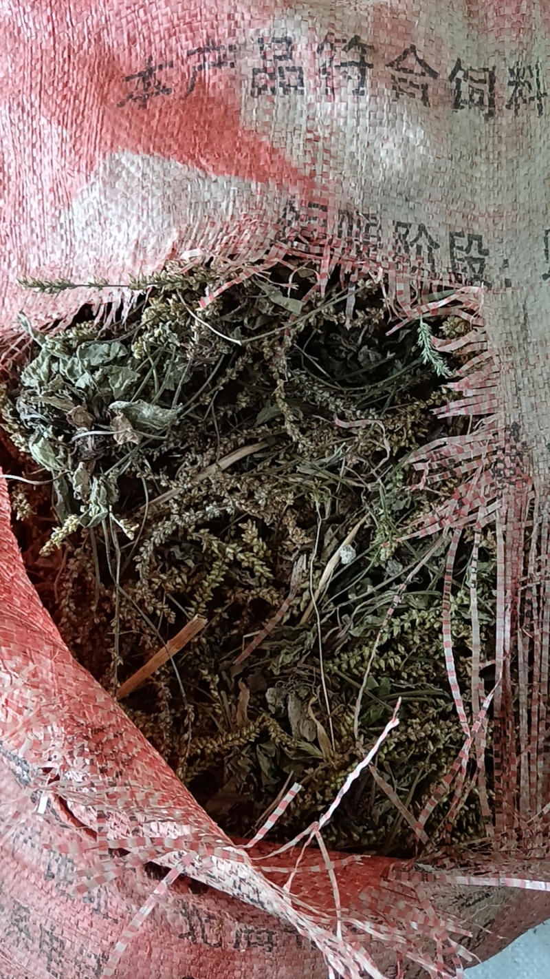 车前草
