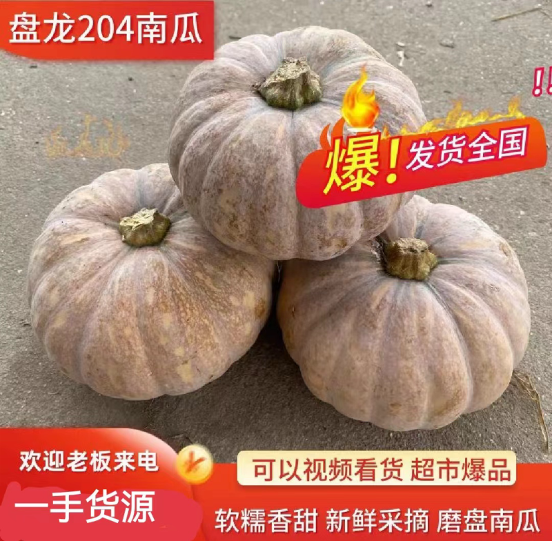 圆磨盘南瓜小盘龙南瓜204电商南瓜养殖工场南瓜