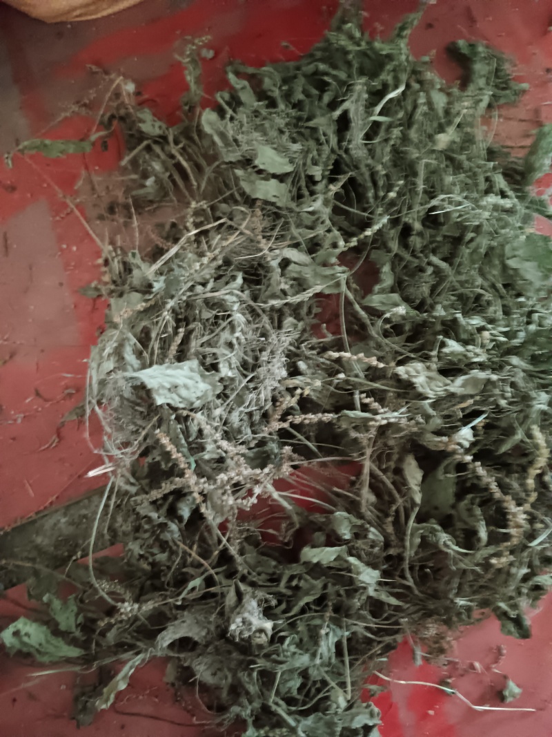 车前草