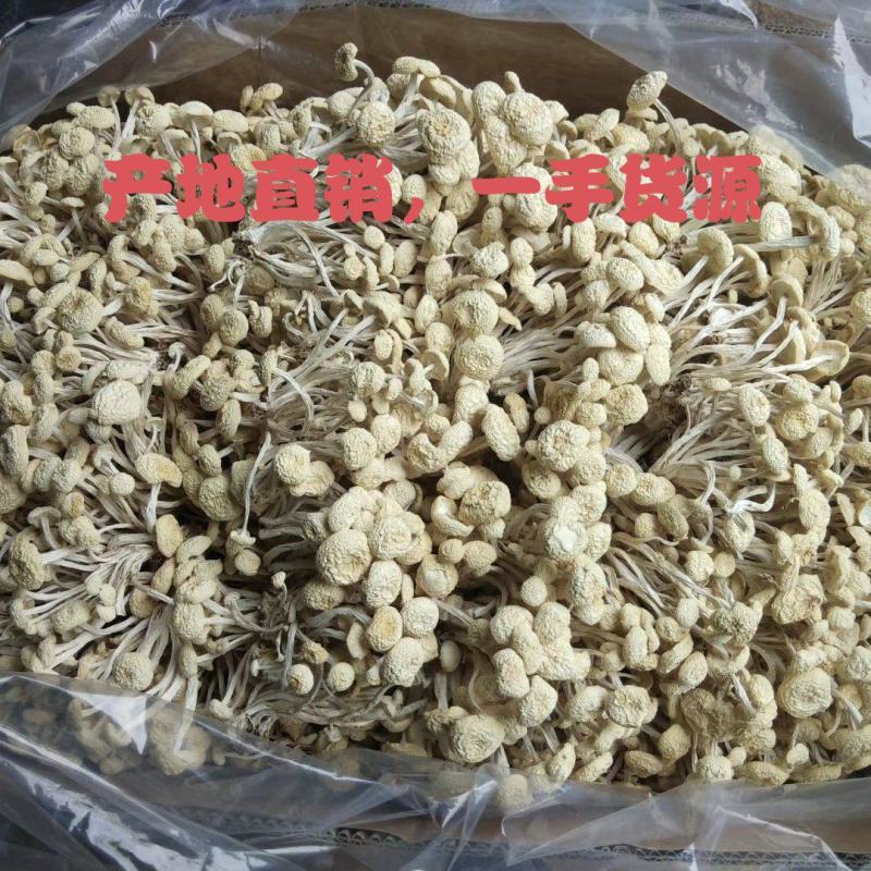 江西广昌茶树菇白菇白茶树菇2024新菇食用菌干货