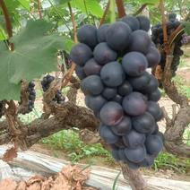 精品葡萄夏黑葡萄货源充足量大从优质量保证欢迎咨询