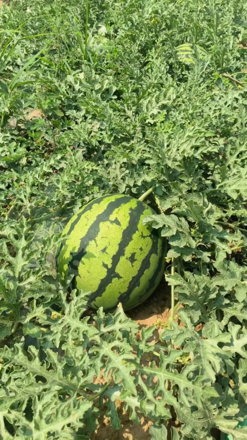 【甜王西瓜】河北甜王西瓜包熟包甜产地直发量大从优