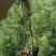 华山松