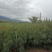 华山松