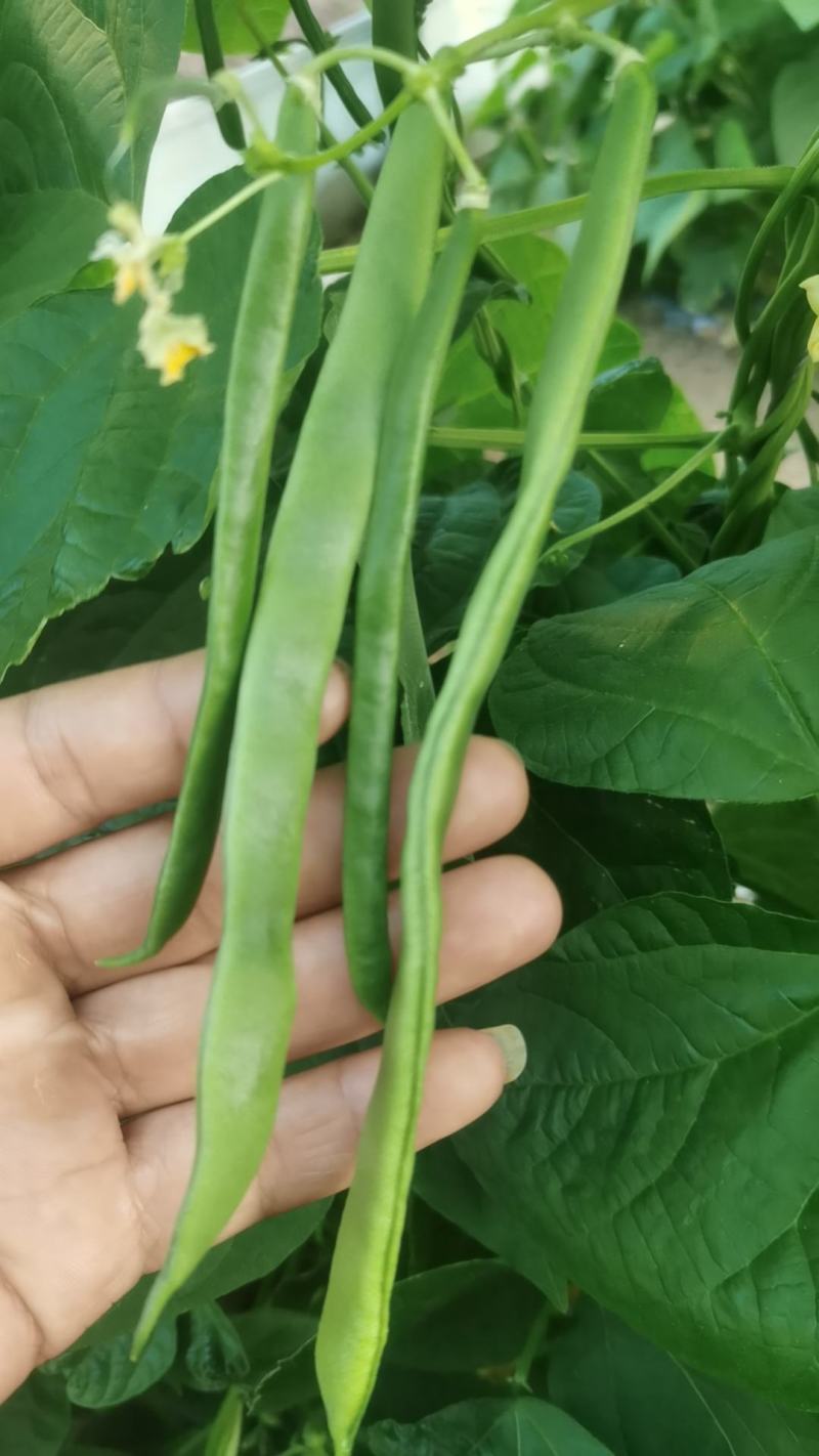 大扁豆角
