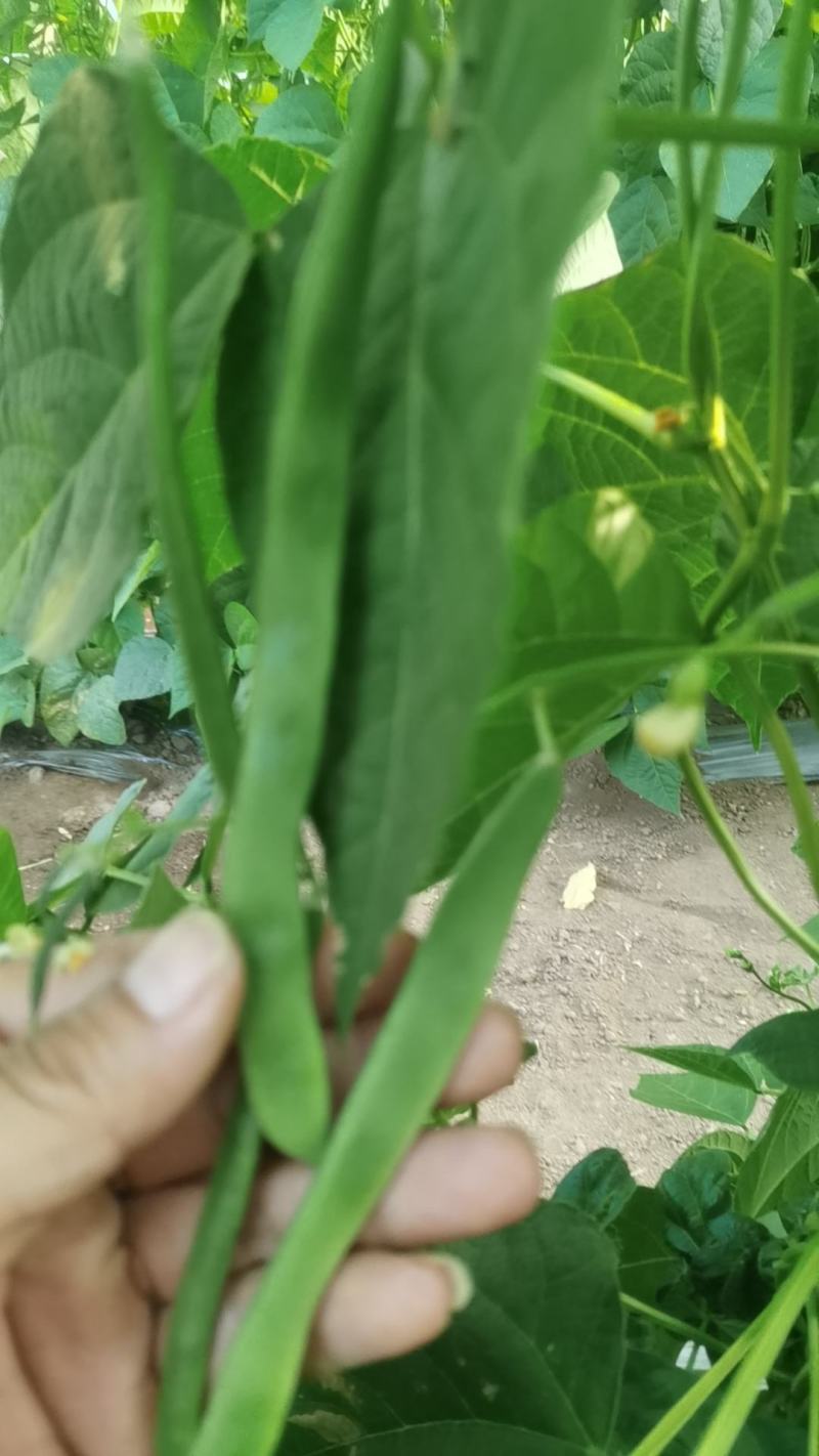 大扁豆角