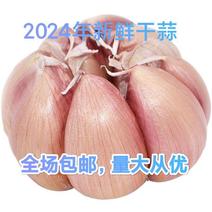 2024年新鲜干蒜，质量保证，量大从优，欢迎采购