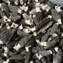 新鲜采摘，优质羊肚菌，营养丰富，口感鲜美，