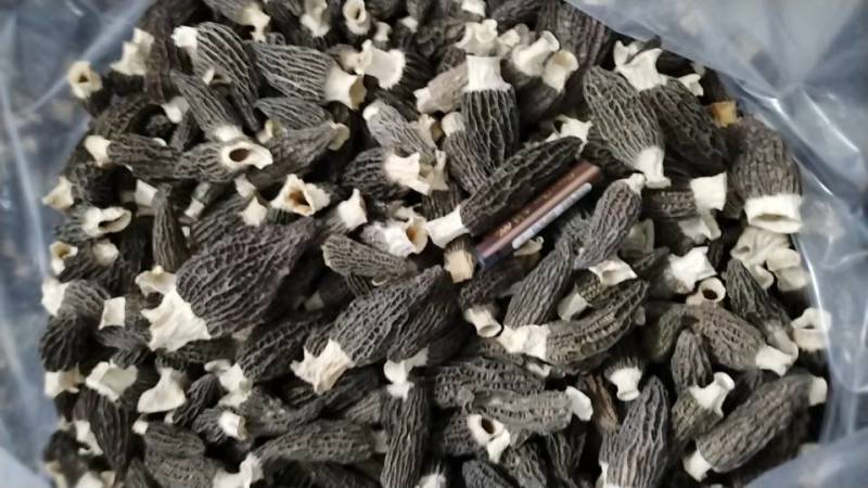新鲜采摘，优质羊肚菌，营养丰富，口感鲜美，