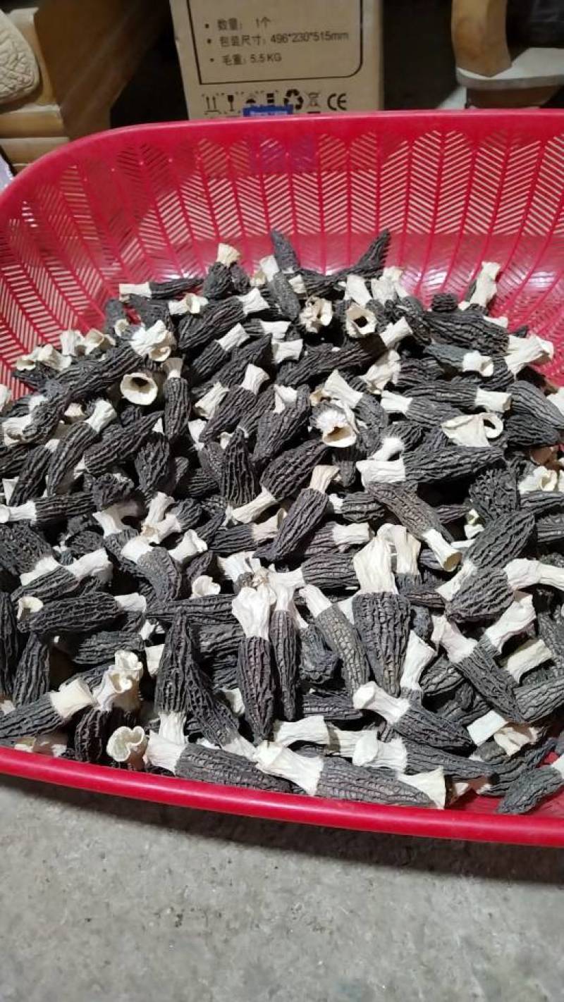 新鲜采摘，优质羊肚菌，营养丰富，口感鲜美，