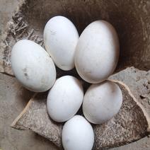 农家土鹅蛋（限量）30个起售