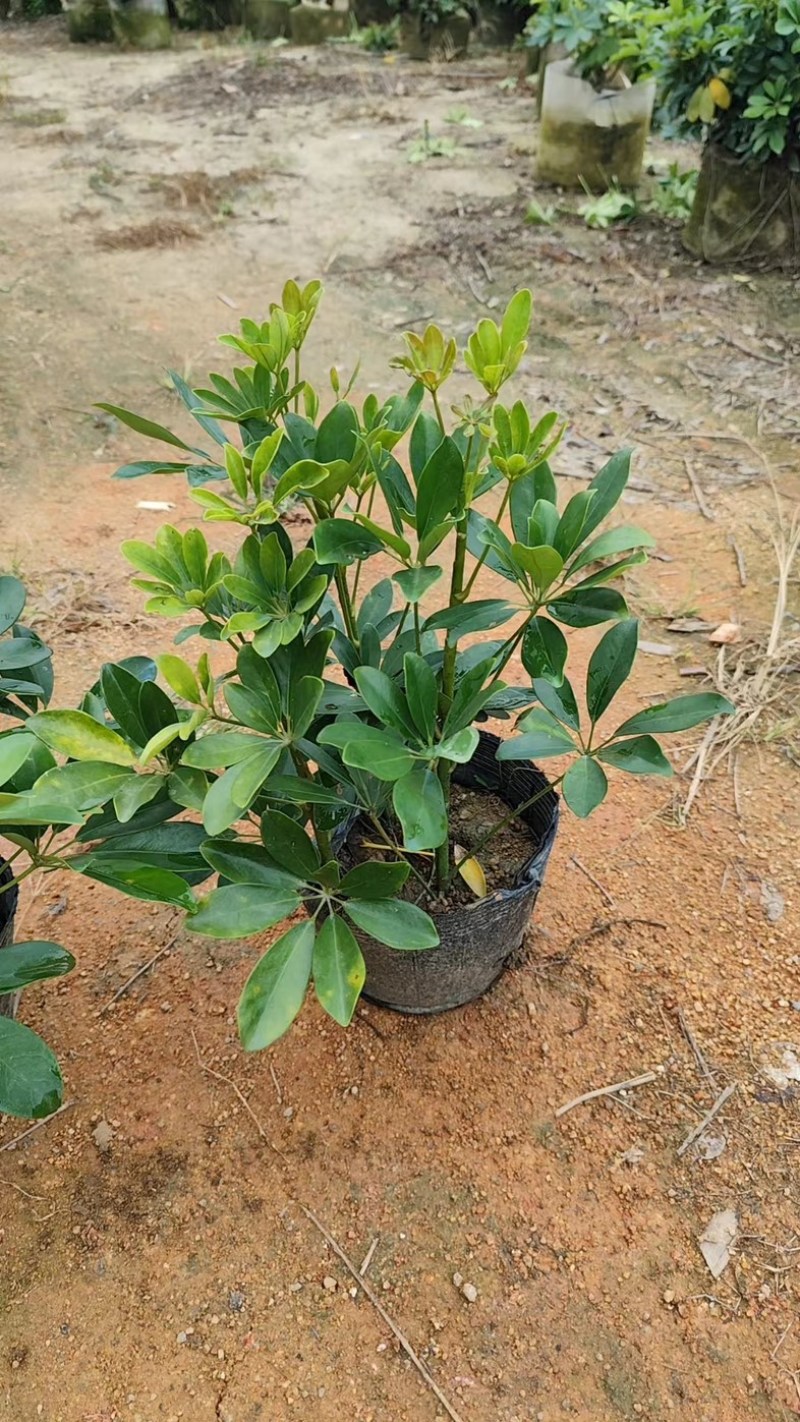 鸭脚木小杯中杯大杯基地直销质量优质欢迎老板来电咨询