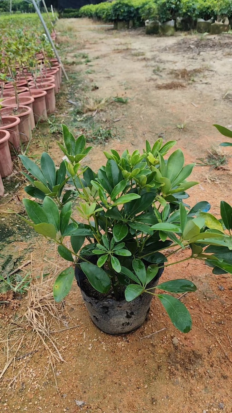 鸭脚木小杯中杯大杯基地直销质量优质欢迎老板来电咨询