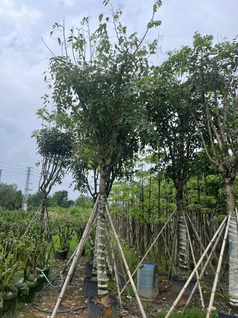腊肠树3～18公分基地直销规格齐全欢迎老板来电咨询