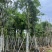 腊肠树3～18公分基地直销规格齐全欢迎老板来电咨询
