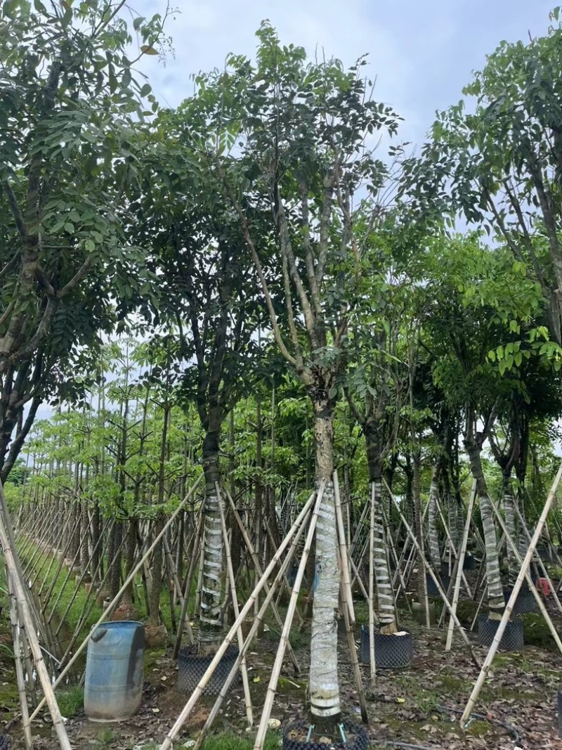 腊肠树3～18公分基地直销规格齐全欢迎老板来电咨询