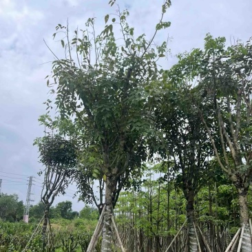 腊肠树3～18公分基地直销规格齐全欢迎老板来电咨询