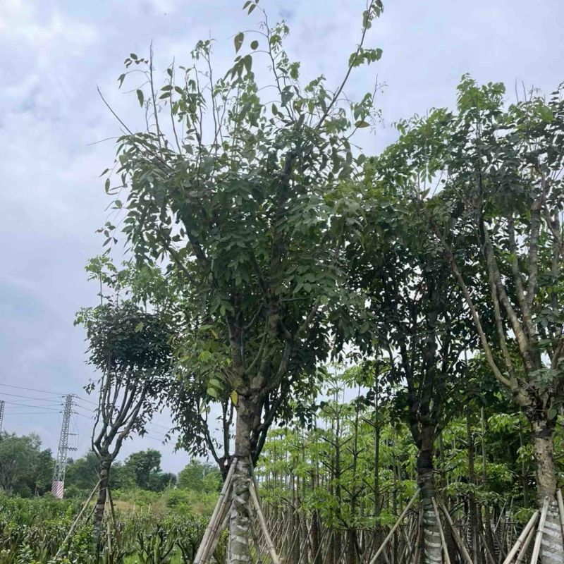 腊肠树3～18公分基地直销规格齐全欢迎老板来电咨询