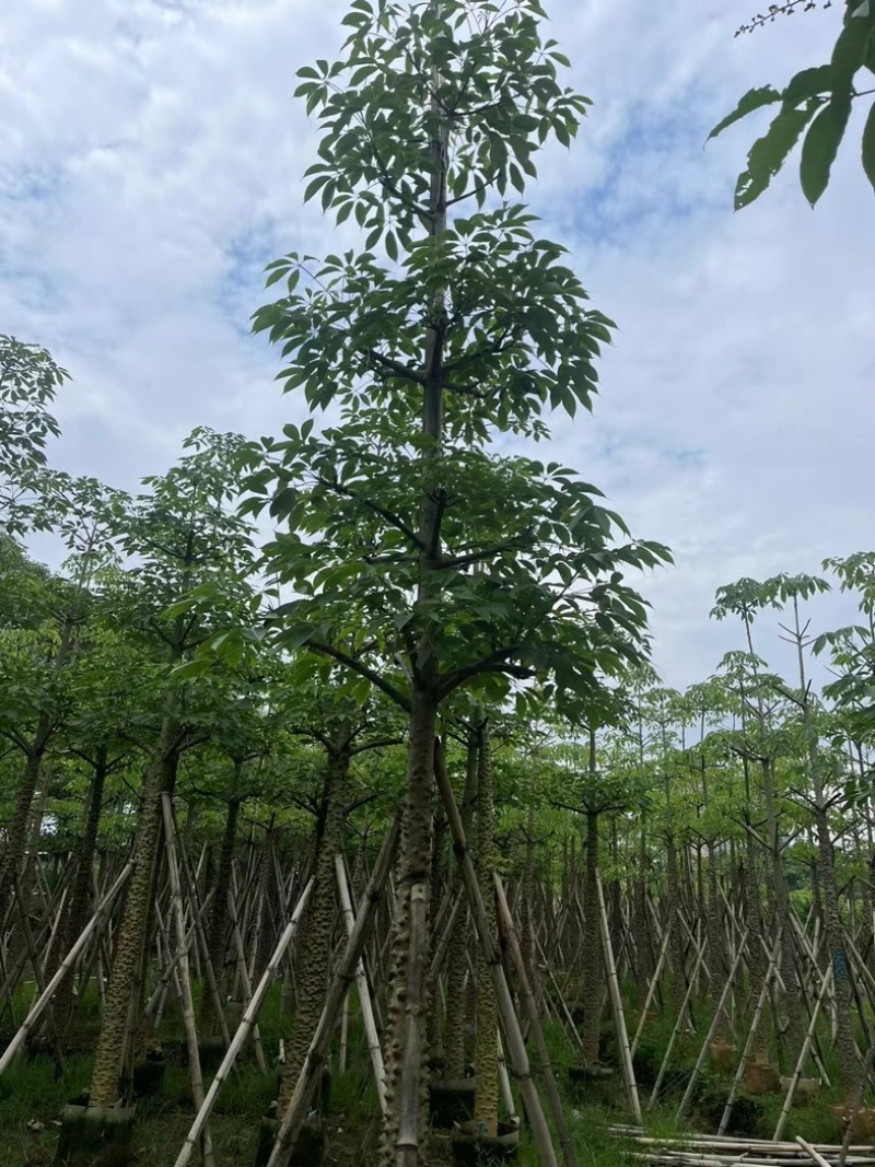 本地木棉8～18公分基地直销规格齐全欢迎老板来电咨询