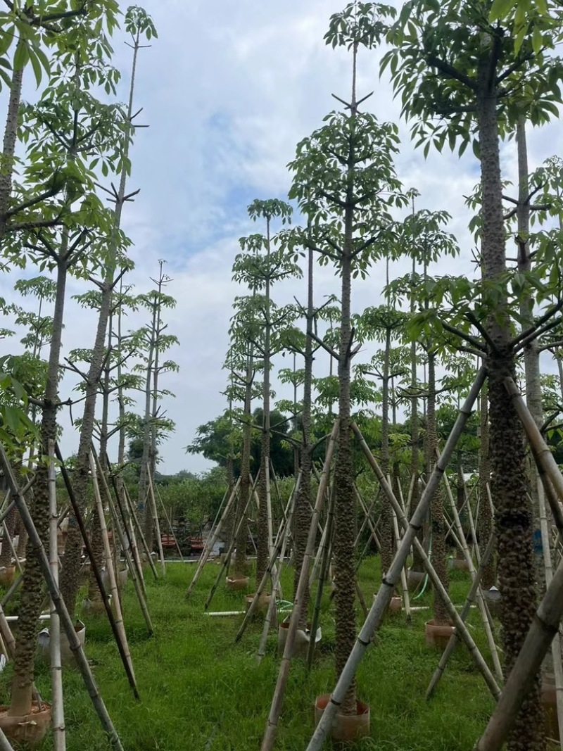 本地木棉8～18公分基地直销规格齐全欢迎老板来电咨询