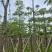本地木棉8～18公分基地直销规格齐全欢迎老板来电咨询