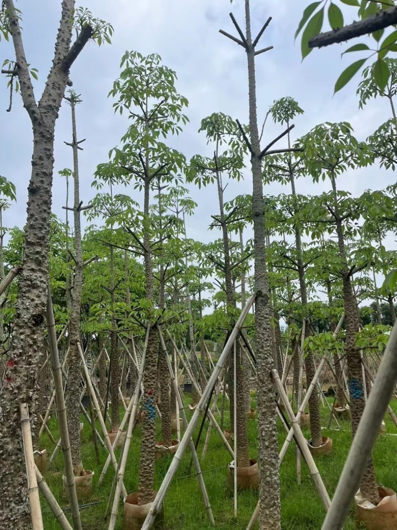 本地木棉8～18公分基地直销规格齐全欢迎老板来电咨询