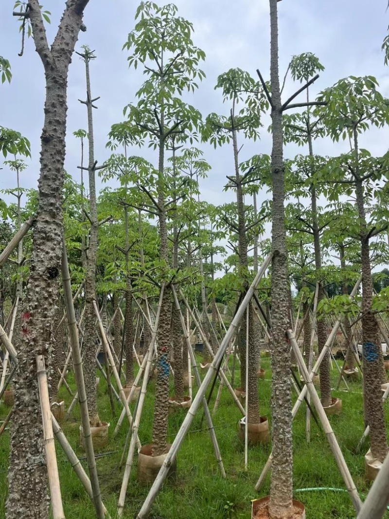 本地木棉8～18公分基地直销规格齐全欢迎老板来电咨询